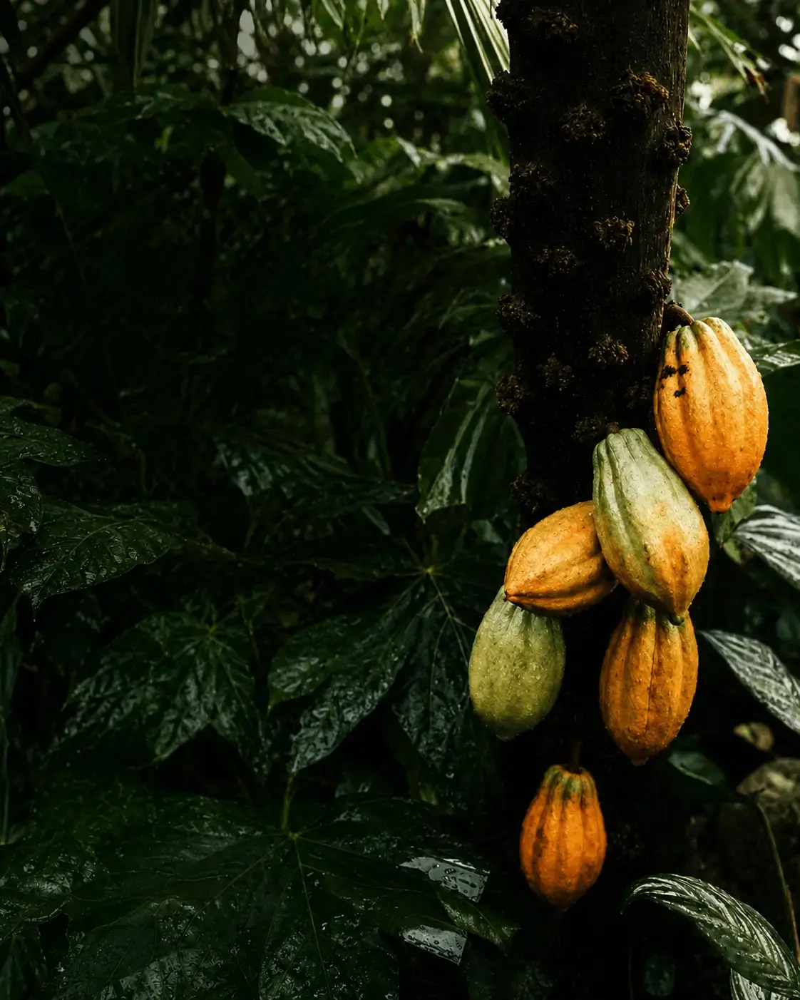 Cacho de frutos de cacau num pé sombreado pela mata nativa