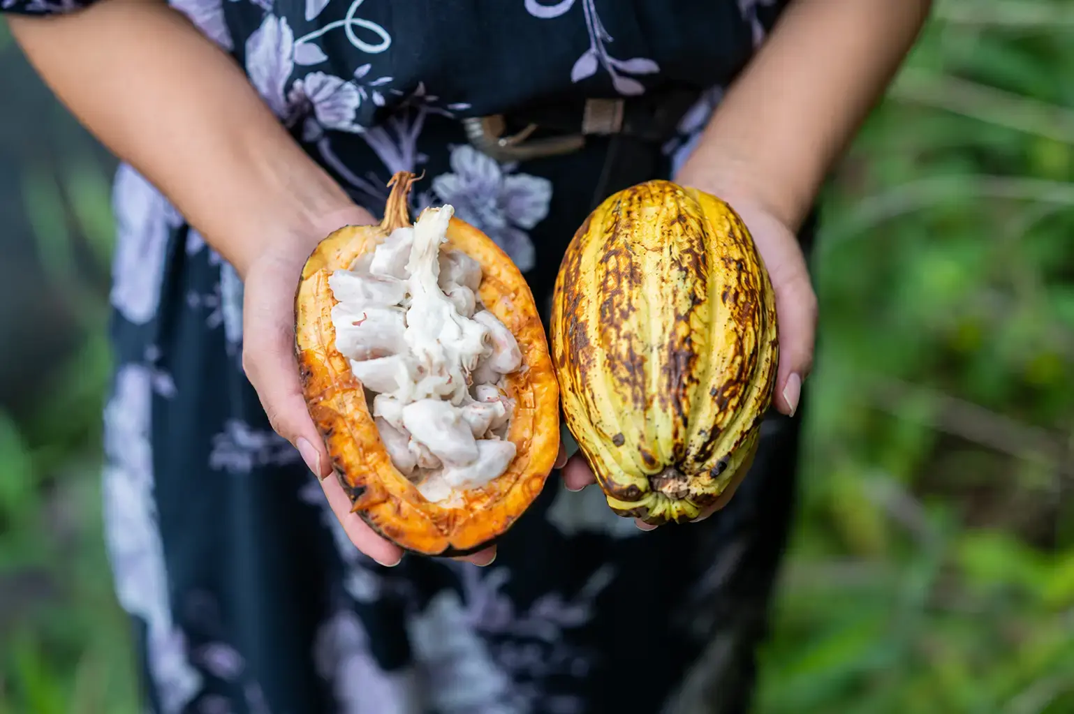 Mãos segurando frutos de cacau abertos